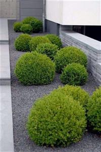 efidanci 10 Adet Buxus Japonica Rococo Şimşir 30 40 cm