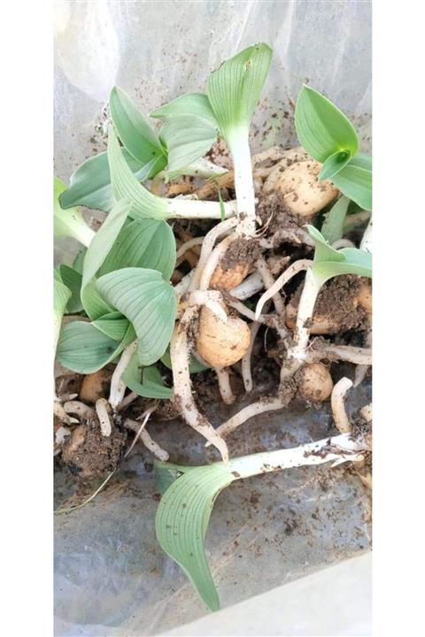 Alanyatropikal Salep Fidesi 100 Adet