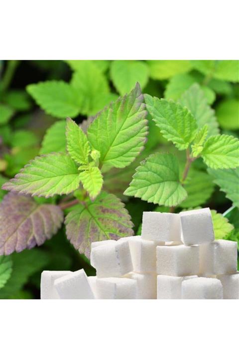 TohumBul Şeker Otu (stevia) Fidesi - 100 Adet