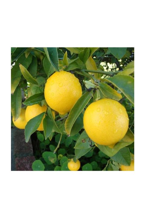MAYER LUBRICATION Mersin Günlük Bahçe Limon 10 Kg