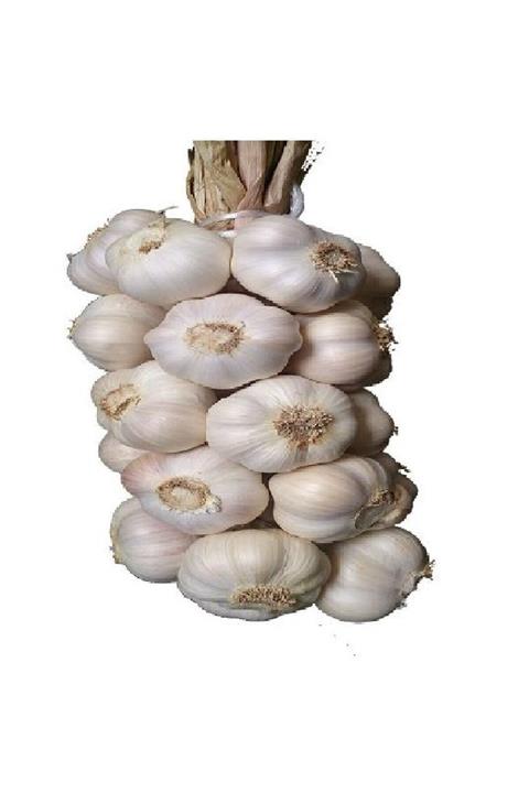 İKB FİDE VE TOHUM Sarımsak Kastamonu Taşköprü Double 1 kg Yerli