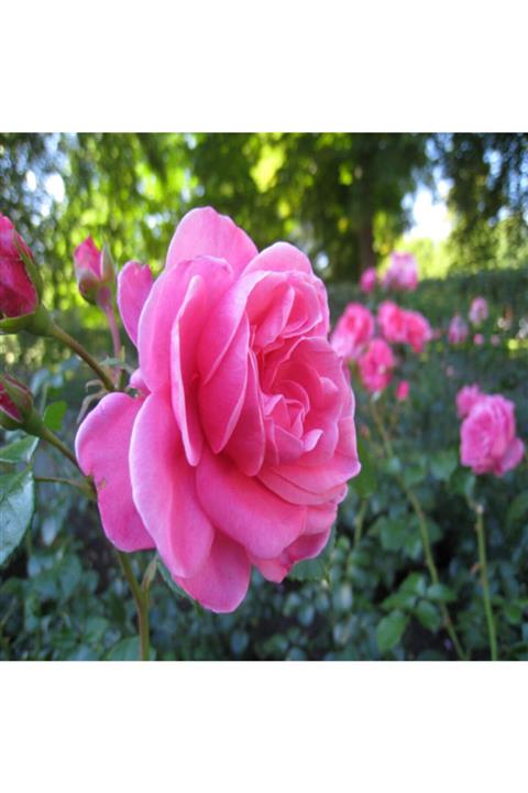 ÇİÇEKFLİX 1. Kalite Özel Seri Pembe 30 -40cm Gül Açık Kök 3 Adet