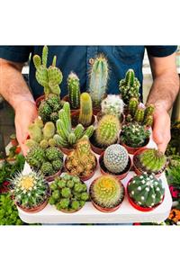 Özen Çiçekçilik Kaktüs Seti 5 Adet Farklı Özel Tür Dolgun Formlu Cactus Çeşitleri