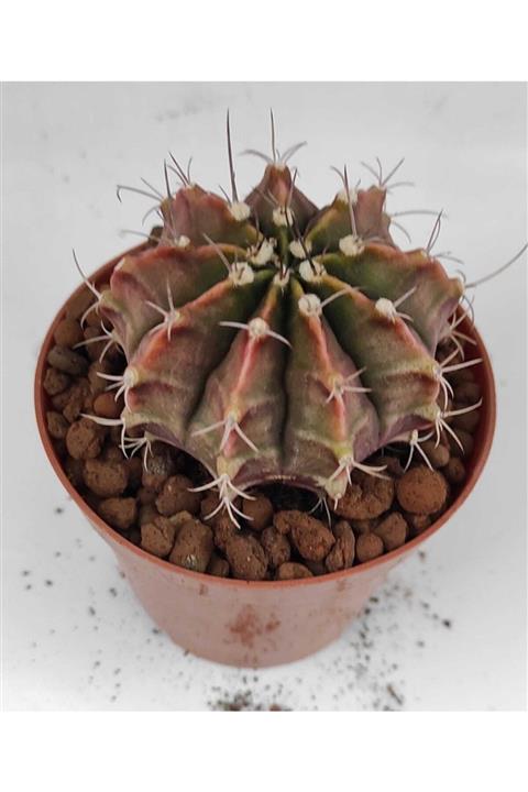 Pagoda Gymnocalyciummihaniovichii 8,5 cm Saksı-ref 19h/h