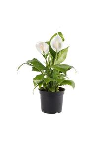 Palmiye Spathiphyllum – Barış Çiçeği-19 Cm Plastik Saksıda