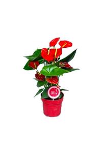 Palmiye Anthurium(antoryum) - Flamingo Çiçeği - 14 Cm Plastik Saksıda