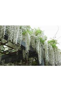 ALİBOTANİK Beyaz Salkım Sarmaşığı Wisteria