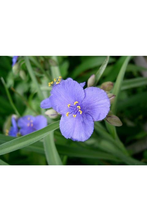 fidanistanbul Tradescantia Ohiensis Bahriyeli Çiçeği, 30-50 Cm, Ithal, Saksıda