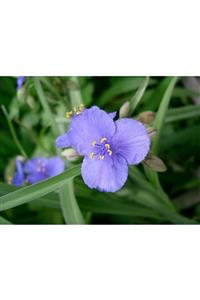 fidanistanbul Tradescantia Ohiensis Bahriyeli Çiçeği, 30-50 Cm, Ithal, Saksıda