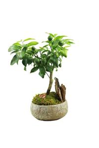 Çiçek Yolla Limon Bonsai