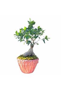 Çiçek Yolla Ginseng Bonsai Ağacı