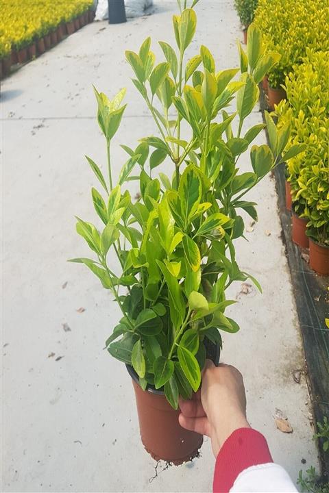 efidanci 150 Adet Gold Taflan 3'lü Dikim 30-60 Cm( Orjinal Resim) 50 Saksı(150 Bitki)