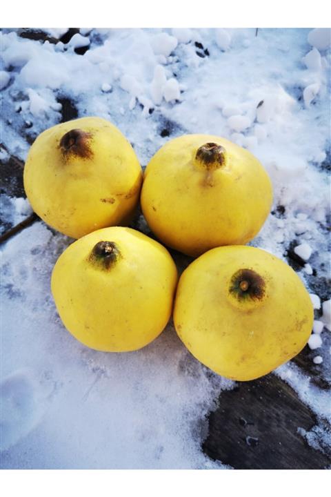 bibakmışsınkapında Ayva (5kg)