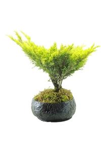 Çiçek Yolla Dekoratif Saksıda Ardıç Bonsai