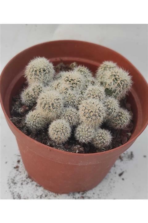 Pagoda Escobaria Sp.-kaktüs-8.5 Cm Saksı-rf 14h/56