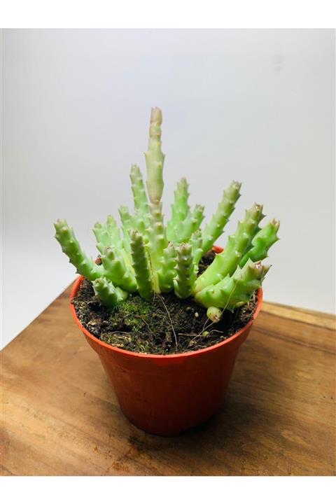 foliumbotanik Orbea Variegata Leş Kaktüs