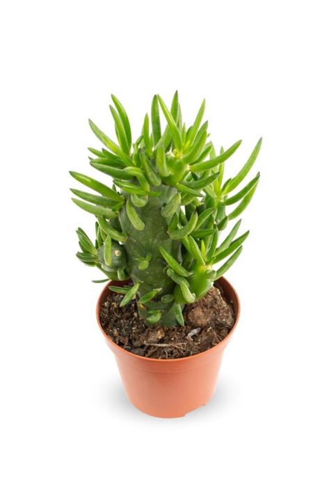 Serra Gardens Opuntia Exceltata Kaktüs