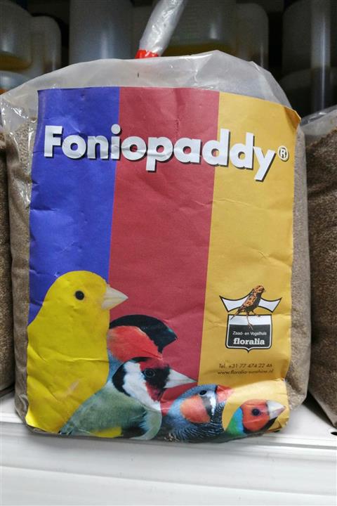 FLORALİA Foniopaddy Tohumu 50 Gram