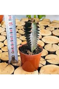 Özen Çiçekçilik Euphorbia Zoutpansbergensis Cactus Nadir Tür Bordo Renkli Kaktüs