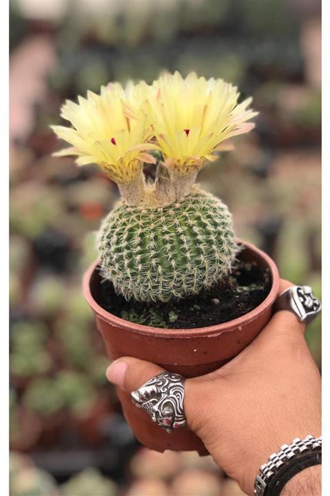 Fintarla Nadir Tür Kaktüs Parodia Chrysacanthion Büyük Boy Saksıda