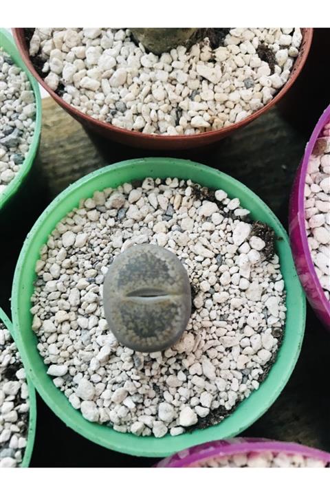 foliumbotanik Lithops Taş Kaktüs 6,5cm Saksı