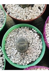 foliumbotanik Lithops Taş Kaktüs 6,5cm Saksı