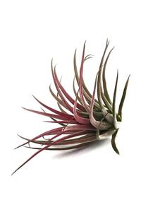 Betonish Yeşil Hava Bitkisi - Tillandsia ionantha TILIO