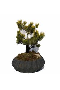 Çiçek Yolla Faina Çam Bonsai