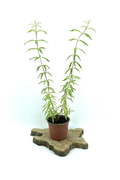 My Botanik Limon Melisası (limon Otu) 50-55 Cm-5'li