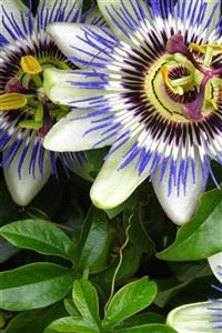 RAÇAM BOTANİK Çarkıfelek Çiçeği, Passiflora Tohumu / 5 Adet Tohum