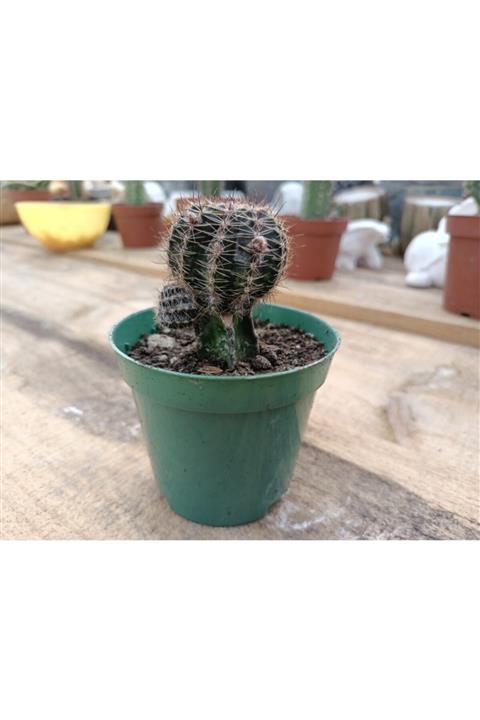 skulentdiyari Aşılı Echinopsis 8.5cm