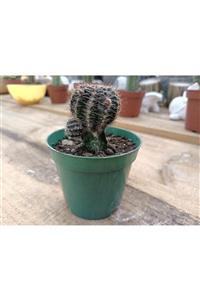 skulentdiyari Aşılı Echinopsis 8.5cm