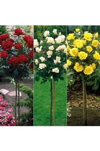 ALİBOTANİK Baston Gülü 80 Cm Kargo Ücretsiz Standart Roses