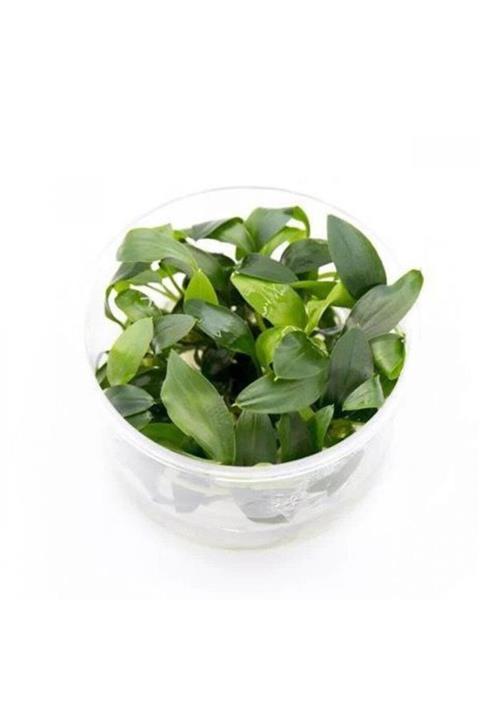 Atakan Plant Homalomena Sp Sekadau South In Vitro 200cc Canlı Bitki