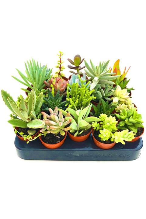 Arts Gardens Sukulent 10 Adet Mix