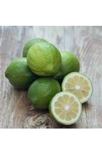 Freelook Yeni Sezon Taze Limon 2 Kg