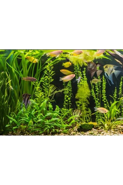Atlas Günışığı Renk Akvaryum Kumandalı Led Aydınlatma 90 cm