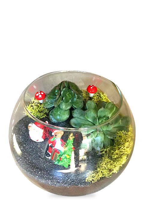 Heryercicek Cam Fanusda Teraryum