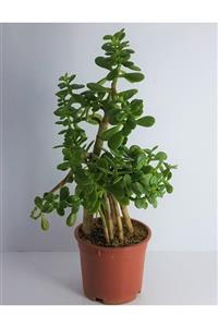 Aysima Çiçekevi Bonsai Crassula Ovata Para Bereket Ağacı 10yaş