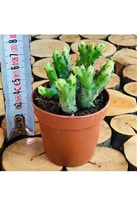 Özen Çiçekçilik Euphorbia Enopla Cristata Cactus Koleksiyon Tür Kıvrımlı Kaktüs