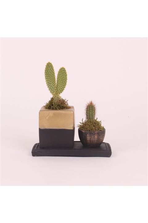 OPİA FLOWERS Mickey Kaktüs Aranjman - Beton Saksıda Kaktüs