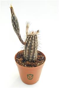 Toptan Kaktüs Echinocereus Mirabilis 5.5 cm Saksıda