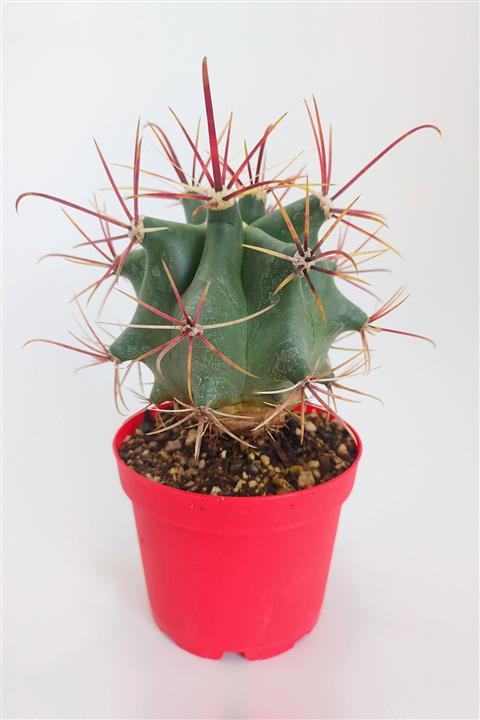 Toptan Kaktüs Ferocactus Emoryi Nadide Tür Tekli Özel Kaktüs 8.5 Cm Kırmızı Saksıda