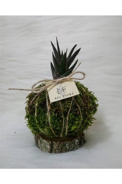 Belfiore Canlı Bitki Kokedama (yosuntopları)