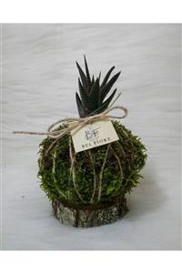 Belfiore Canlı Bitki Kokedama (yosuntopları)