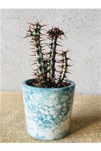 SUKULENTİSTANBUL Euphorbia Aeruginosa Seramik Saksıda Özel Tür Kaktüs (5.5 Cm Saksıda 12-13cm Yükseklik )