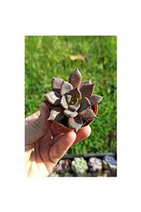 KAKTÜS SUKULENT DÜNYASI Echeveria Black Prince Sukulent -5.5 Lik Saksı