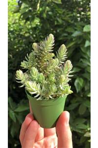 FİDAN PAZARI Sedum Reflexum Blue Spruce