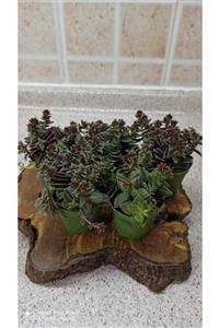 DEPOVİT Crassula Capitella Thyrsiflora