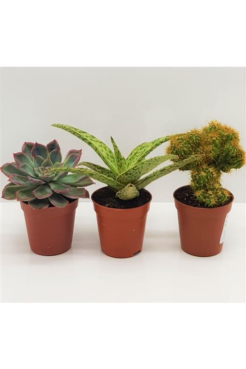 Aysima Çiçekevi 3 Adet Ithal Kaktüs Sukulent Set 5.5 cm Saksıda.